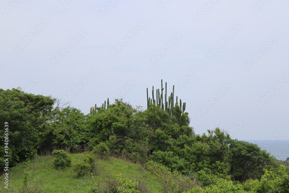Obraz premium Cactus landscape on green hill in Oaxaca México, columnar cacti atop vegetation-covered mound under cloudy sky. 