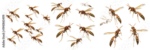 Cuadro en lienzo Swarm of paper wasps Polistes isolated on white background, slender flying wasps