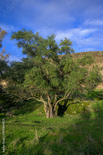 Wallpaper Mural Olive tree under blue cloudy sky Torontodigital.ca