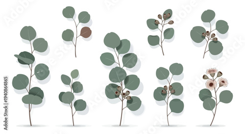 Collection of eucalyptus plants with varying leaves and flowers.
