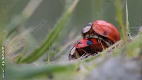 ladybird on the grass