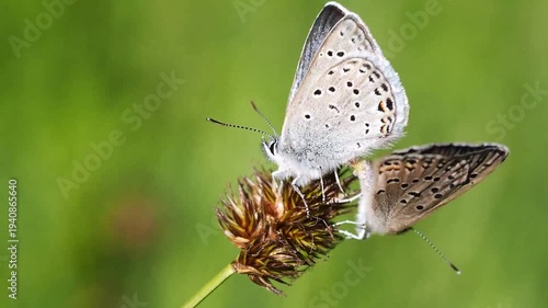 butterfly on a leaf