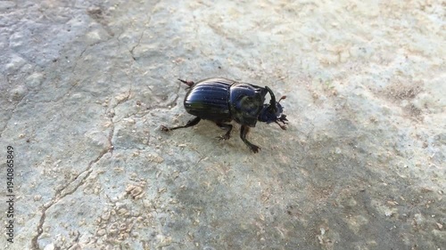 black beetle on the ground