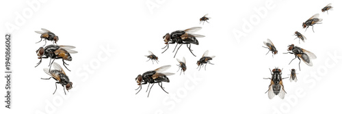 Konstfotografi Swarm of blister flies Psilidae isolated on white background, slender flies, ins