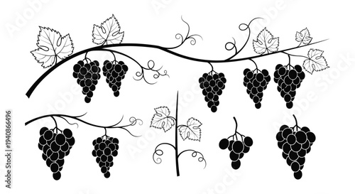 Black and white illustration of grapevine with clusters of grapes and leaves.