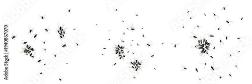 Tableau sur toile Swarm of winged aphids Aphidoidea isolated on white background, clustered flying