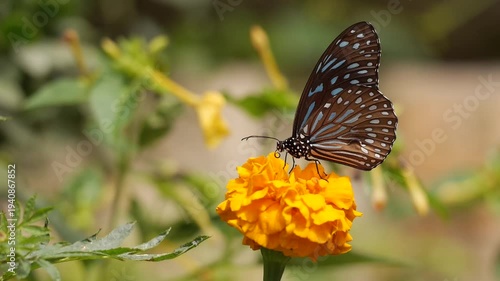 butterfly on flower