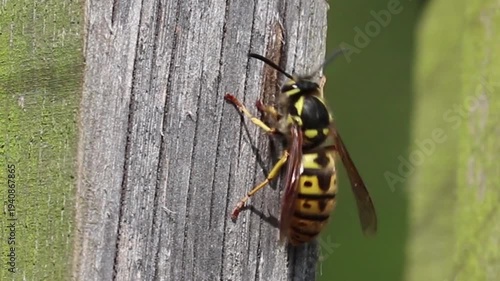 colorado potato beetle