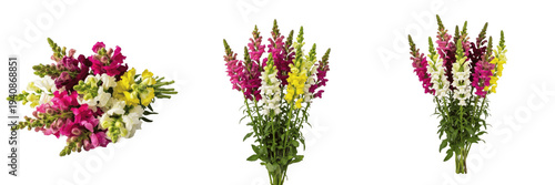 Photos Snapdragon bouquet isolated on white background, Antirrhinum majus, red snapdrag