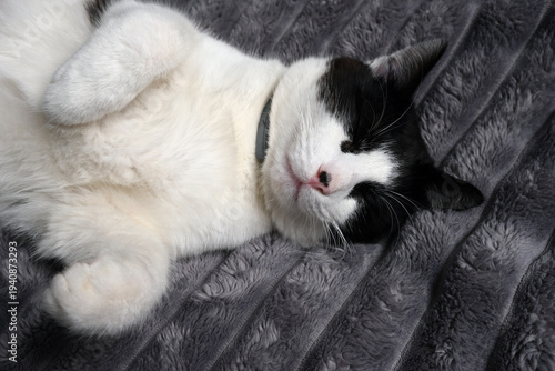 Close-up of a black and white cat peacefully sleeping on a soft grey blanket with paws curled up.
