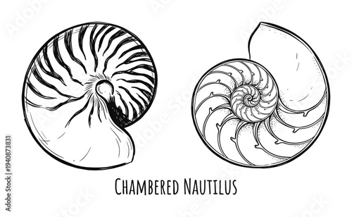 Chambered nautilus shell illustration, spiral pattern with black and white drawing, marine life mollusk. Vector artwork.