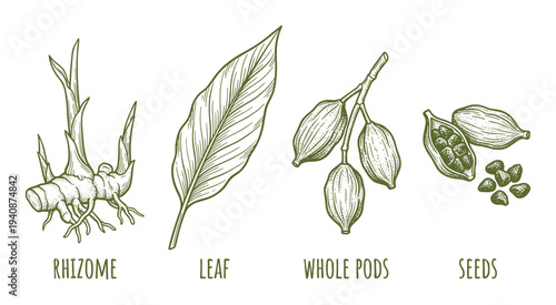 Detailed Cardamom Plant Illustration Rhizome, Leaf, Whole Pods and Seeds Green Sketch, Botanical Elements Design