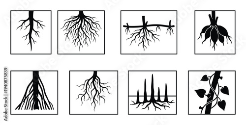 Detailed silhouette collection of root system branches and plant, root types, isolated in frame, plant, roots, botany