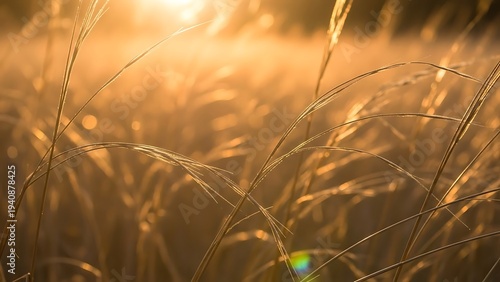 Golden Hour Warmth in a Grassy Field - Serene Meadow bathed in Soft Sunlight