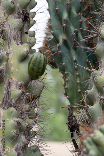 Фотография detalle de espinas y frutos en diferentes cactus