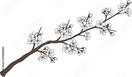 Delicate cherry blossom branch illustration with blooming sakura flowers and buds creating elegant spring botanical artwork isolated on white background