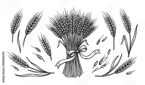 Wheat sheaf vector illustration, grain ears harvest collection, hand drawn sketch style, agriculture crop, natural organic food