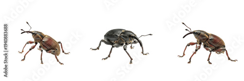Tableau sur toile Acorn Weevil Curculio glandium isolated on white background, snout beetle insect, Curculionidae, brown weevil macro set, coleoptera specimen, long rostrum cutout