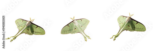 Obraz na plátně Luna moth set Actias luna collection giant silk moth for wildlife study and natu