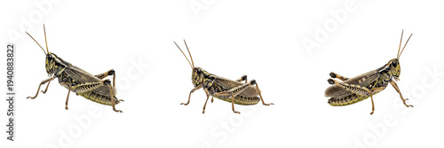 Quadro su tela Grasshopper set Caelifera collection jumping common insects for biological wildl