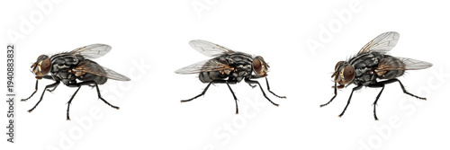 House fly set Musca domestica collection flying common insects for biological wildlife study and sanitation awareness isolated on white background PNG cutout high quality digital asset