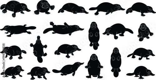 Platypus silhouette set in multiple poses, Australian monotreme animal black shapes isolated on white