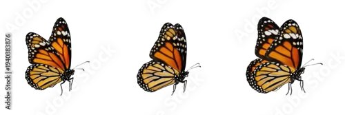 Fototapeta na wymiar Monarch butterfly set, orange Danaus plexippus collection for nature and garden design, flying insect wildlife specimens, isolated on white background, PNG cutout