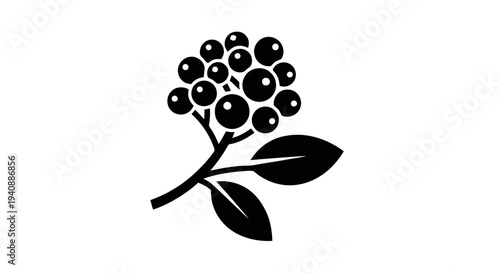 Vector illustration of black elderberry branch icon, vector illustration of berries and leaves on a transparent background