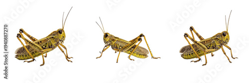 Egyptian Grasshopper Anacridium aegyptium isolated on white background, locust insect group, macro side view, grasshopper bug, orthoptera pest control, specimen.