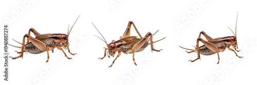 Photos House Cricket Acheta domesticus isolated on white background, brown insect group, macro side view, domestic cricket bug, orthoptera live feeder bait, pest control