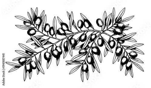 Vintage Olive Tree Branch Sketch with Olives – Hand Drawn Botanical Vector Illustration