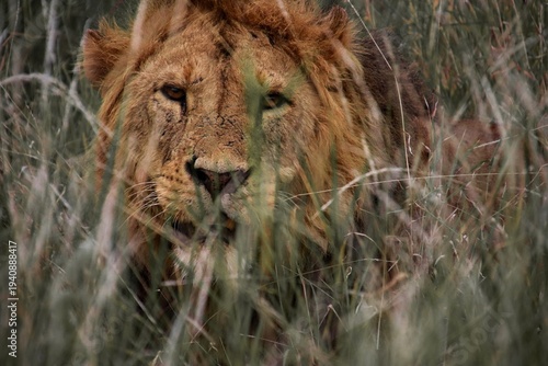 Close up portrait of male lion in natural grass habitat