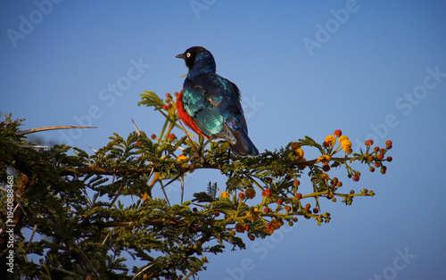 Colorful tropical bird perched on branch against blue sky
