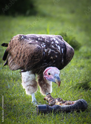 turkey vulture over prey