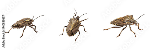 Foto Brown Marmorated Stink Bug Halyomorpha halys isolated on white background, mottl