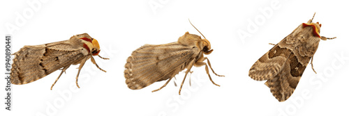 Bild auf Leinwand Brown Mottled Moth Trio Isolated on White Background PNG, Nocturnal Garden Insec