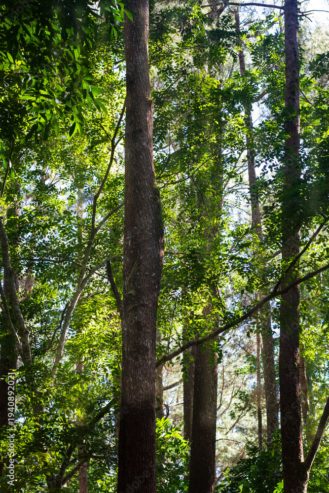 Fototapeta premium A smooth hotmix asphalt road cuts through a dense forest with large trees, connecting districts on the island of Sumba