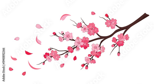 Beautiful vector illustration of cherry blossom branch with falling petals against a white background