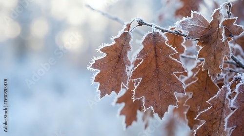 Frost-covered brown oak leaves hanging on winter branch with ice crystals against soft blurred background creating seasonal nature scene for holiday designs.