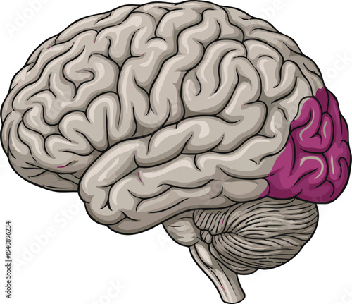 Detailed vector illustration of the human brain with the occipital lobe highlighted, representing its crucial role in visual processing and perception for educational or scientific contexts