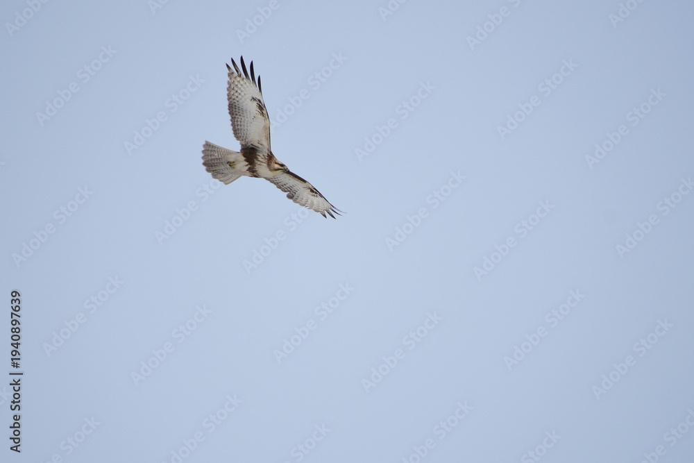 Obraz premium 頭上を旋回する冬のノスリ