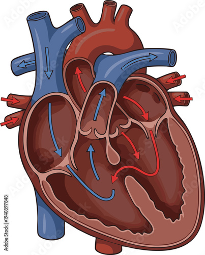Anatomical illustration of the human heart showing blood flow and chambers, with a focus on cardiac structure and function