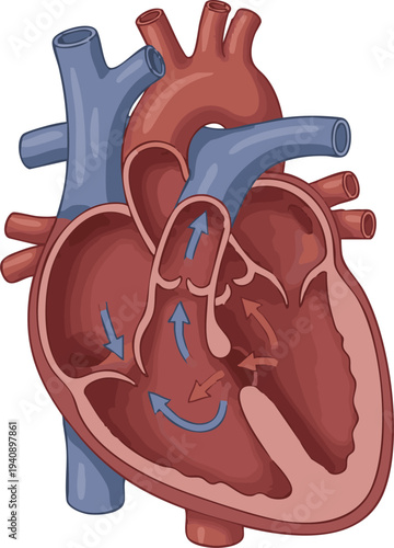 Anatomical illustration of a human heart showing blood flow and circulatory system with arteries and veins
