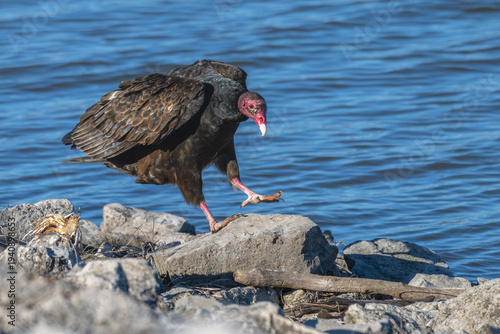 Canvas Print Turkey vulture walking on a rocky lakeshore.