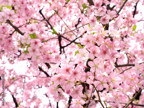 満開のカワヅザクラ　