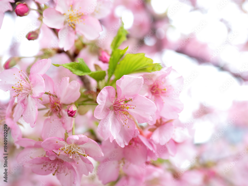 Obraz premium 満開のカワヅザクラ