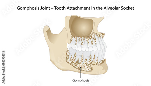 Gomphosis Joint- Tooth Attachment in the Alveolar Socket, gomphosis joint, where the tooth root is anchored into the alveolar bone of the maxilla or mandible via the periodontal ligament.