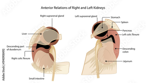 Anterior Relations of Right and Left Kidneys
Medical illustration showing the anterior anatomical relations of the right and left kidneys, highlighting surrounding organs such as the liver, stomach.
