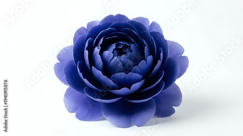 Blue peony flower isolated on white background with layered petals for floral design projects and botanical artwork.