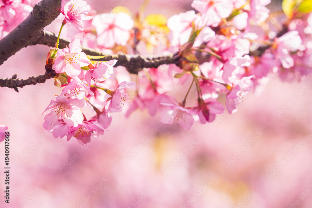 Fototapeta premium Kawazu Zakura Cherry Blossoms in Early Spring, Japan – Pink Sakura Flowers